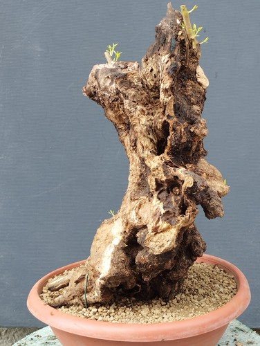 Bonsai olivastro 50x30 - olivastro, cm