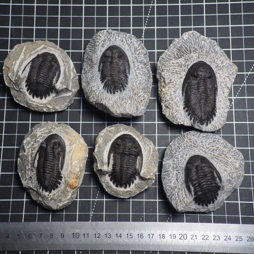 Trilobite hollardops pcs - pcs, lot