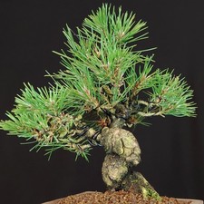 Shohin BONSAI Pinus thunbergii