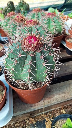 Melocactus bahiensis - melocactus,
