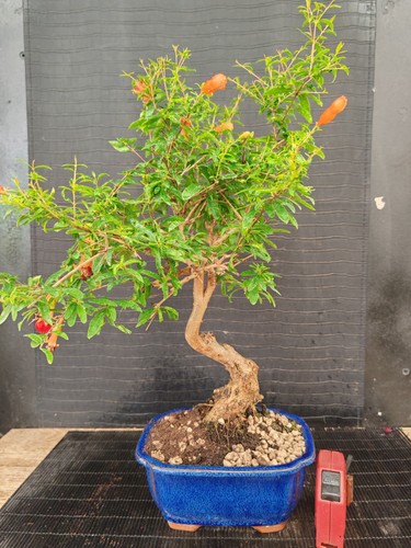 Bonsai melograno h - , 42