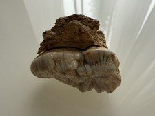 Orso delle caverne - ,, ursus