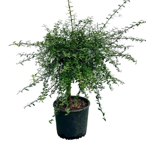 Limone caviale verde rosa - caviale, alb