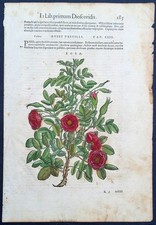 Stampa antica 1565 pietro