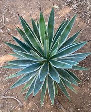 AGAVE ANGUSTIFOLIA VAR