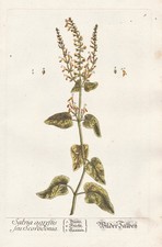 Salvia Erba Salvia Botanica