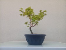 BONSAI ACERO CORAL BARK