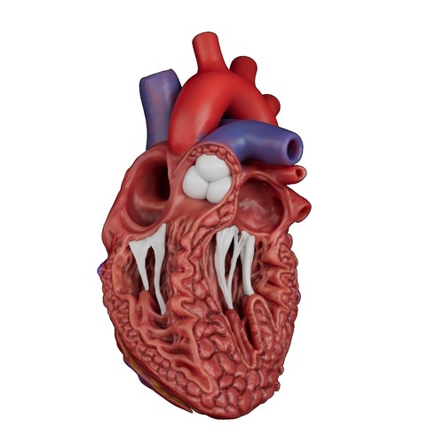 Anatomia del cuore - anatomia,
