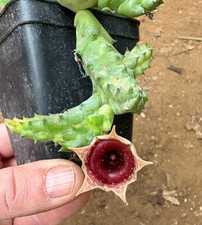 HUERNIA ZEBRINA VARIEGATA -
