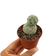 Tephrocactus geometricus TWO BALL AH2 - Tefrocactus geometrico | Geometrisc