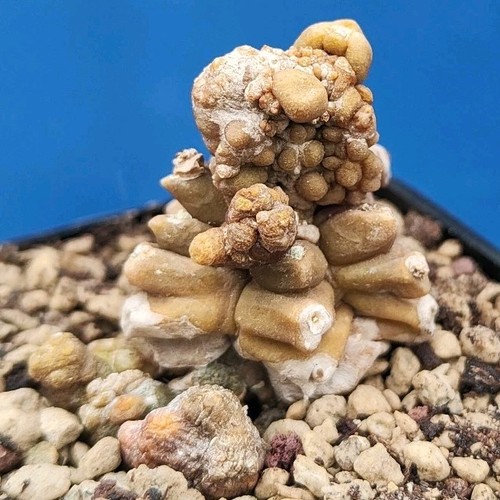 Gymnocalycium kikko - gymnocalycium, cv.