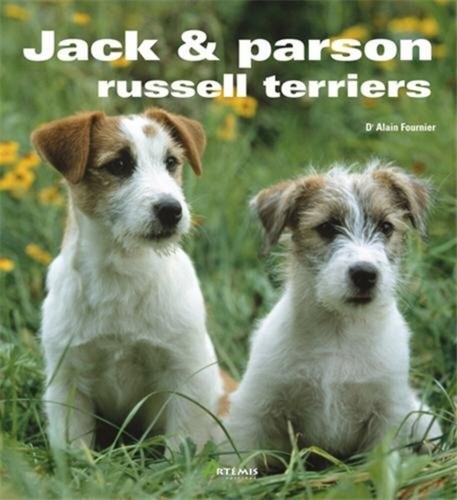 Jack parson russell terrier - parson,