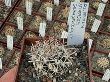 Sclerocactus spinosior