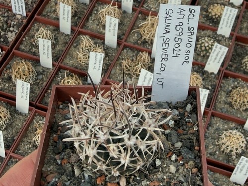 Sclerocactus spinosior
