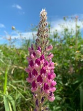 Coda di volpe asiatica -