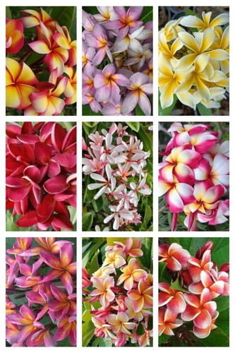 Frangipani plumeria rubra - plumeria,