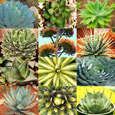 100 semi di agave mix , piante succulente, piante grasse,seed succulents