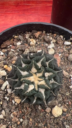 1pz 2cm ariocarpus - 1pz,