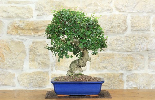 Bonsai olmo campestre - bonsai,