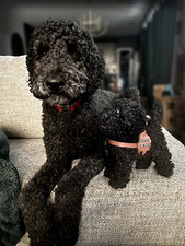 Peluche servizio cane scarabocchio barboncino morbido e degno di coccole