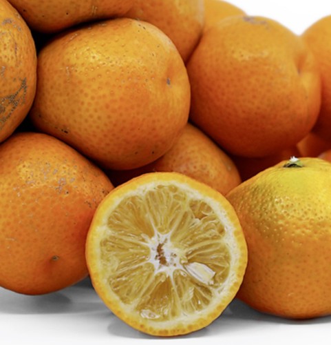 Citrus myrtifolia - -,
