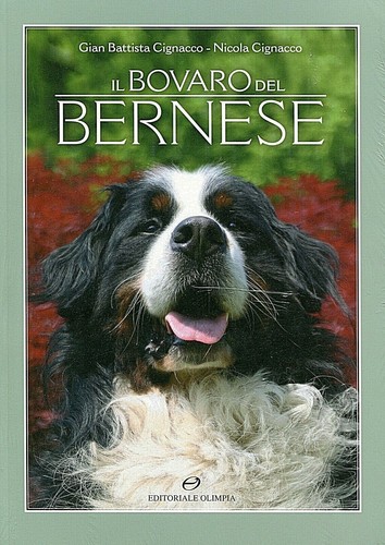 Bovaro bernese nicola e - bernese,