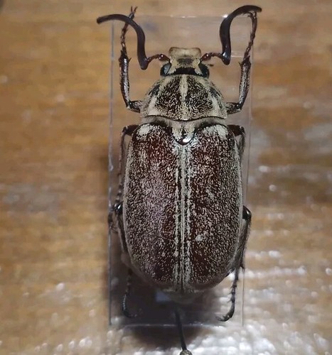 Coleoptera scarabaeoidae male - coleoptera,