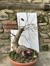 Acero Campestre Pre bonsai