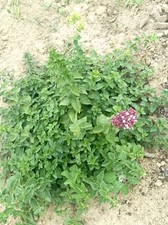 Bustina semi di Origano