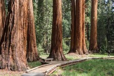 CALIFORNIA SEQUOIA FORESTA