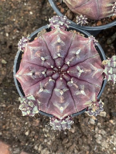 Rara pianta cactus - rara,