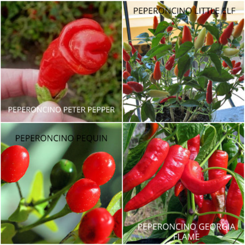 100 semi peperoncini - semi,