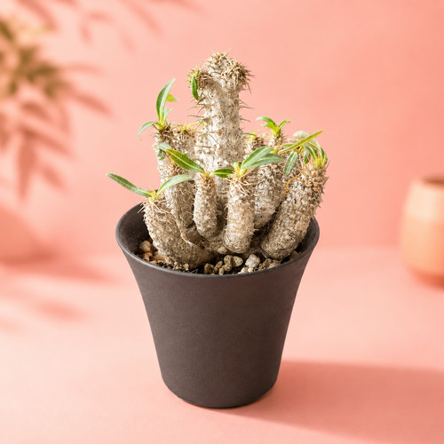 Raro pachypodium rosulatum - raro,