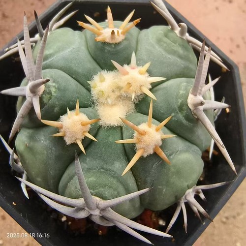 Rara pianta succulenta - , viva