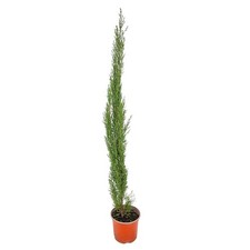 Pianta albero cipresso - di,