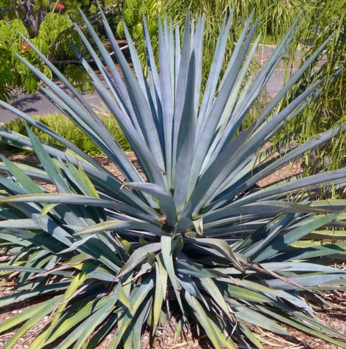 Agave tequilana - ,