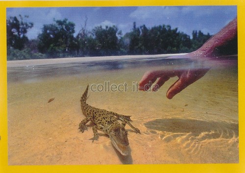 Panini national geographic - panini,