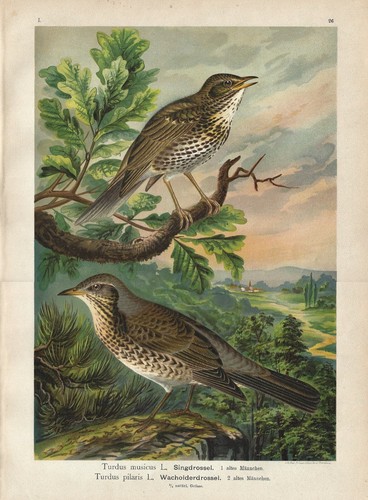 Stampa antica uccelli tordo - antica,