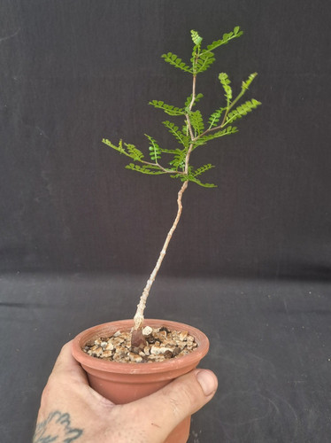 Operculicarya pachypus