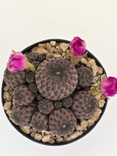 Sulcorebutia rauschii - , f