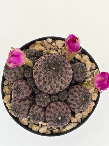 Sulcorebutia rauschii - , f