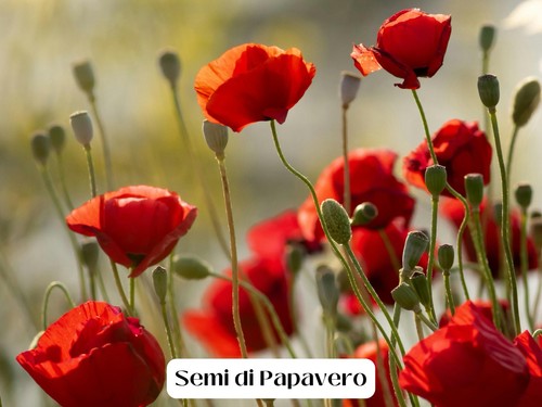 100 semi papavero - 100+, +