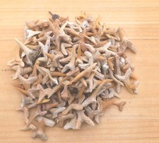 3.5 oz Assorted Fossil Shark
