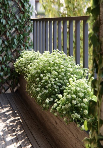 Piante iberis sempervirens - 2,
