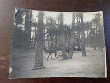 PHOTO ANCIENNE EGYPTE VERS