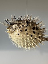 Pesce  Istrice  'Diodon