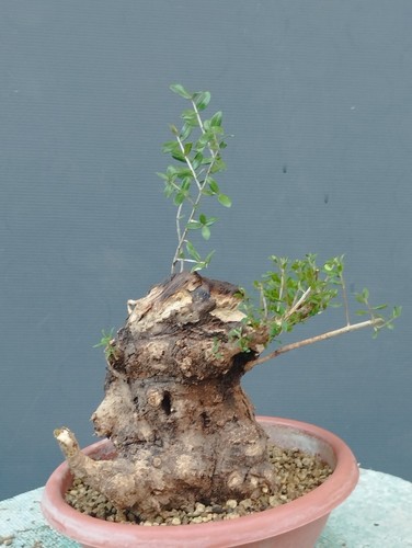 Bonsai olivastro 20x20cm - olivastro,