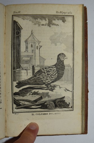 Uccelli stranieri fig 1775 - fig.,