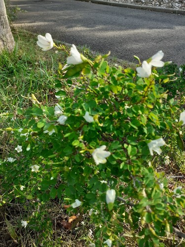 Bauhinia hookeri 5 - hookeri,