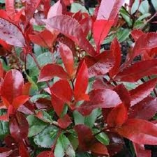 photinia red robin h 120cm piante per siepi in vaso foto reali